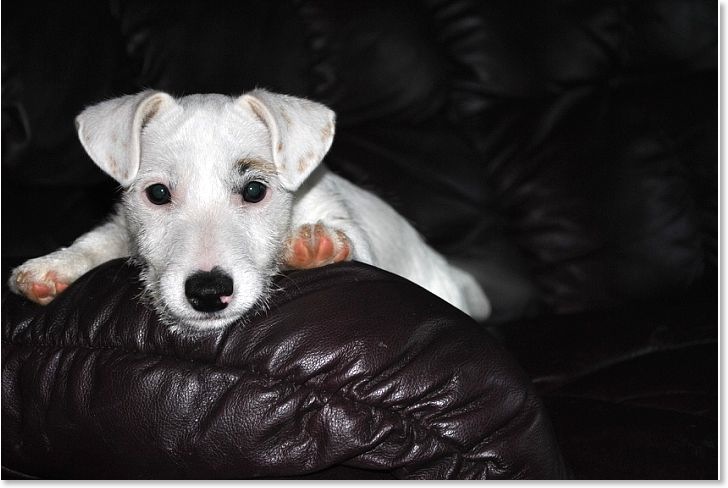 Gweni the Irish Jack Russell Terrier. connemaraterrier.com